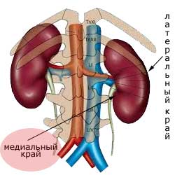 почка, латеральный и медиальный край