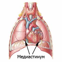 грудная клетка и медиастинум