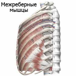 межреберные мышцы