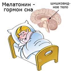мелатонин - гормон сна