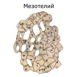 мезотелий