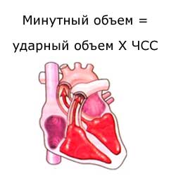 минутный объем сердца