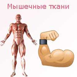 мышечные ткани человека