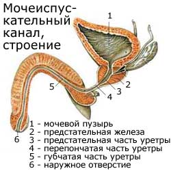 мочеиспускательный канал