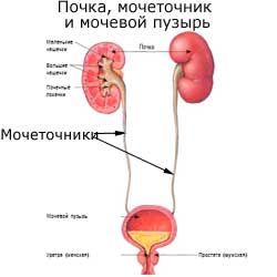 два мочеточника в мочевыделительной системе