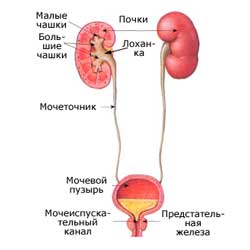 органы мочевыделительной системы