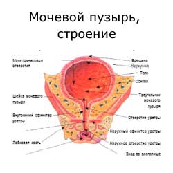 мочевой пузырь