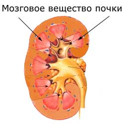 мозговое вещество почки