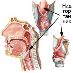 надгортаннмик