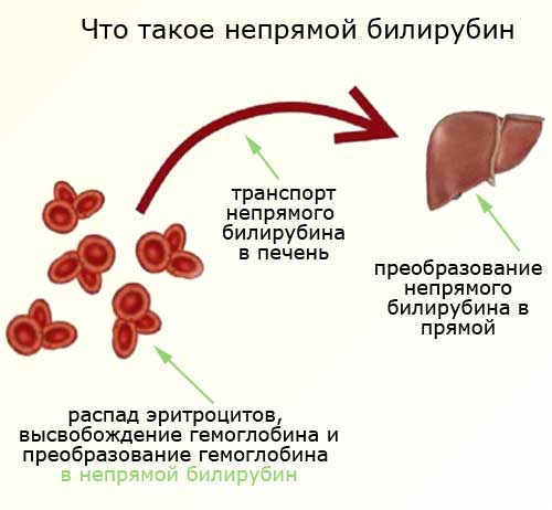 что такое непрямой билирубин, схема