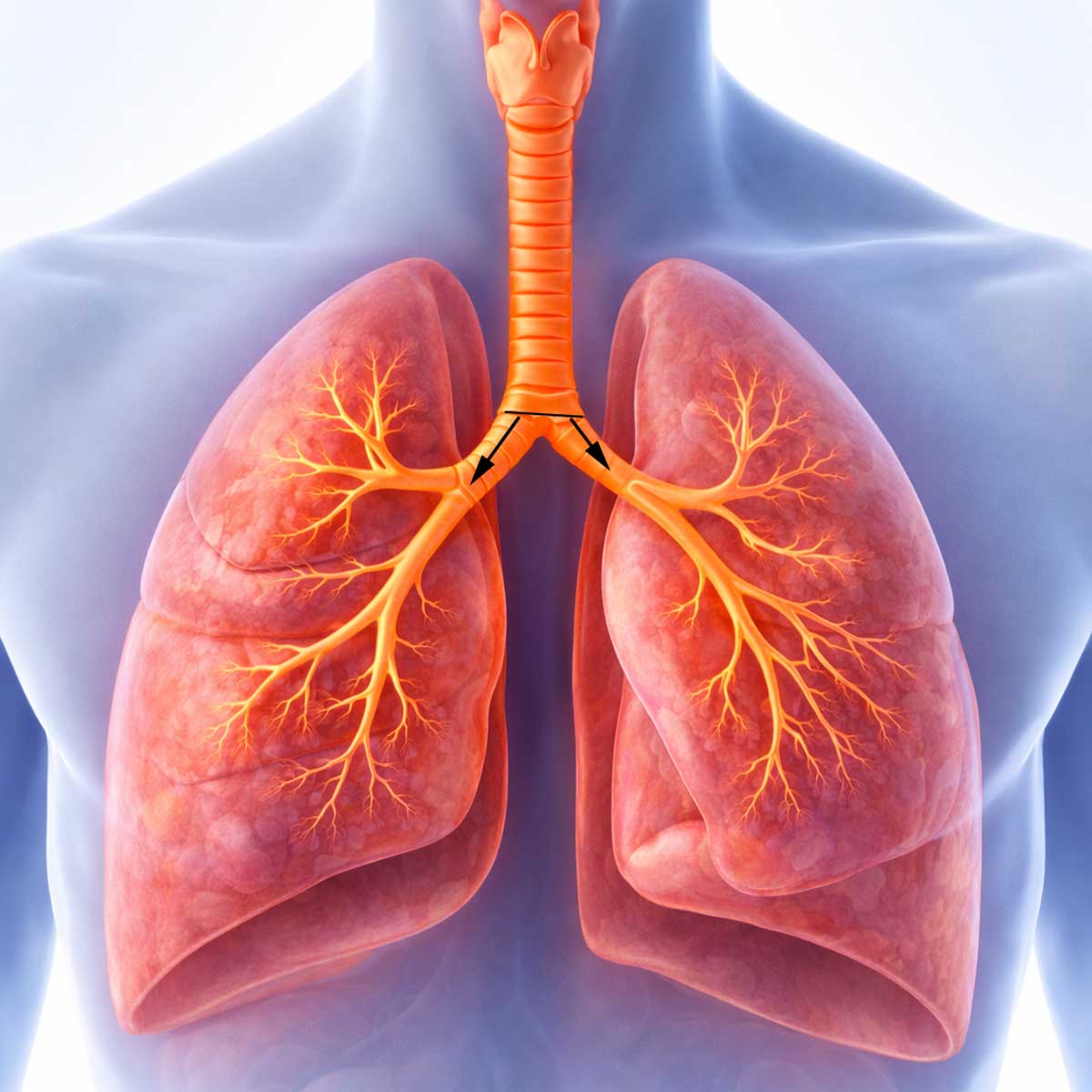 нижние дыхательные пути