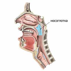 носоглотка