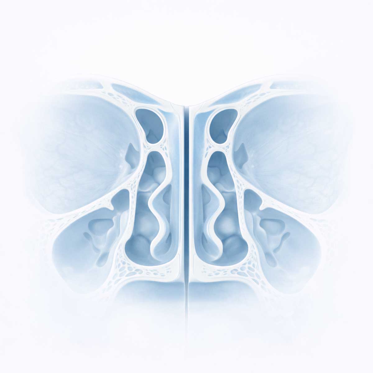 Носовая перегородка — краткое описание функции и расположения