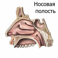носовая полость