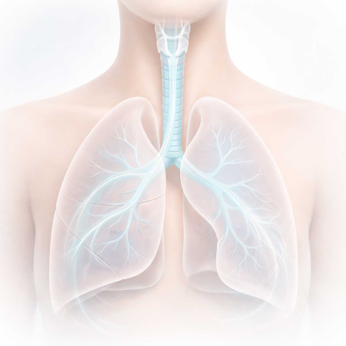 Схема дыхательной системы человека в покое с изображением легких и спокойного воздушного потока