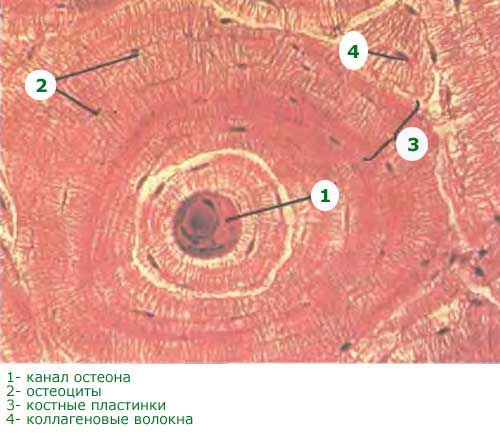 строение остеона