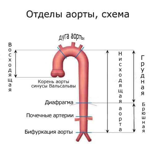 отделы аорты