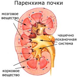 паренхима почки