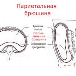 париетальная брюшина