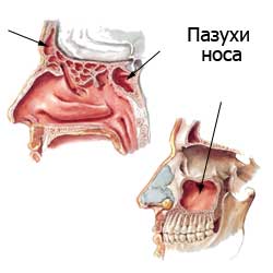 пазухи носа