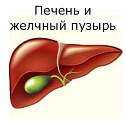 печень и желчный пузырь