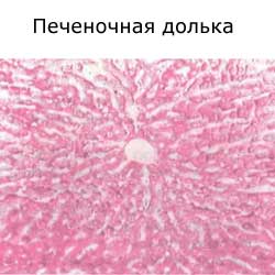 печеночная долька
