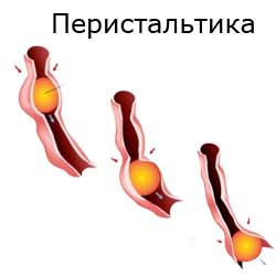 перистальтика