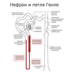 нефрон и петля Генле