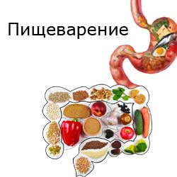пищеварение