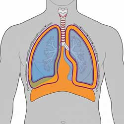 грудная клетка, легкие, плевра