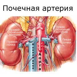 почечная артерия