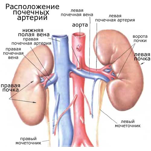 расположение почечных артерий