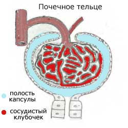 почечное тельце