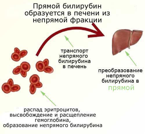 прямой билирубин образуется в печени, схема