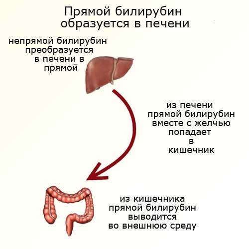 дальнейшее преобразование прямого билирубина, схема