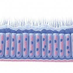 реснитчатый эпителий