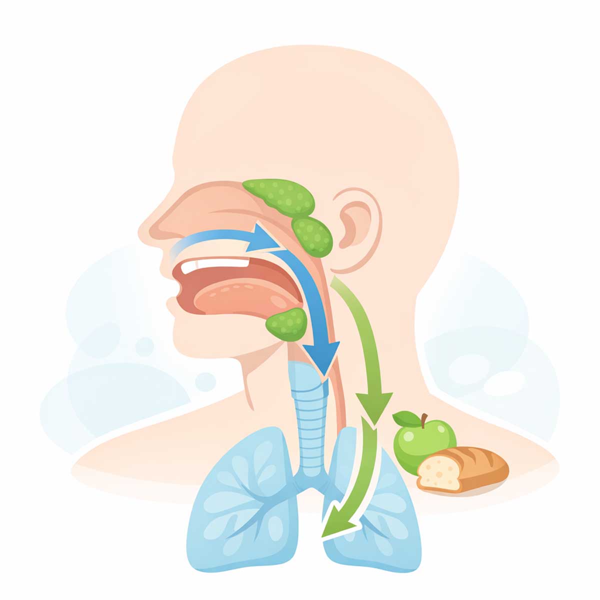 ротоглотка