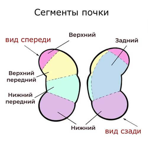 сегменты почки, схема