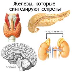 железы, которые синтезируют секреты