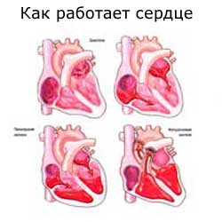 как работает сердце человека