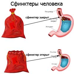 сфинктеры человека: как они работают
