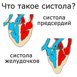систола предсердий и желудочков