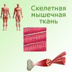 скелетная мышечная ткань на теле, под микроскопом