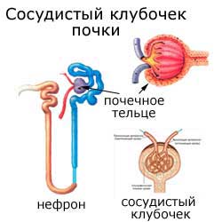 сосудистый клубочек почки