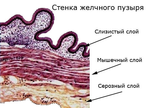 стенка желчного пузыря, строение