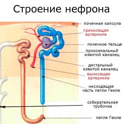 строение нефрона