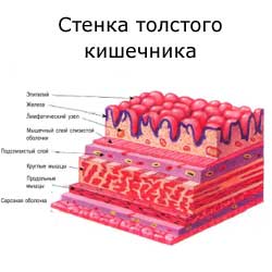 стенка толстого кишечника