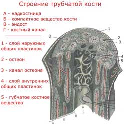 строение трубчатой кости