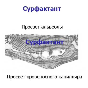 просвет альвеолы и сурфактант