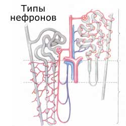 разные типы нефронов